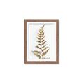Picture of Dried Fern Leaf  _GroupedProduct_Rectangle_Portrait_Photography _GroupedProduct_Rectangle_Portrait_Framed_Matted_