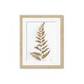 Picture of Dried Fern Leaf  _GroupedProduct_Rectangle_Portrait_Photography _GroupedProduct_Rectangle_Portrait_Framed_Matted_