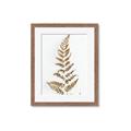 Picture of Dried Fern Leaf  _GroupedProduct_Rectangle_Portrait_Photography _GroupedProduct_Rectangle_Portrait_Framed_Matted_