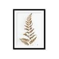Picture of Dried Fern Leaf  _GroupedProduct_Rectangle_Portrait_Photography _GroupedProduct_Rectangle_Portrait_Framed_Matted_