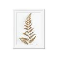 Picture of Dried Fern Leaf  _GroupedProduct_Rectangle_Portrait_Photography _GroupedProduct_Rectangle_Portrait_Framed_Matted_