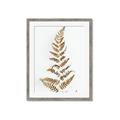 Picture of Dried Fern Leaf  _GroupedProduct_Rectangle_Portrait_Photography _GroupedProduct_Rectangle_Portrait_Framed_Matted_