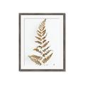 Picture of Dried Fern Leaf  _GroupedProduct_Rectangle_Portrait_Photography _GroupedProduct_Rectangle_Portrait_Framed_Matted_