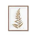 Picture of Dried Fern Leaf  _GroupedProduct_Rectangle_Portrait_Photography _GroupedProduct_Rectangle_Portrait_Framed_Matted_