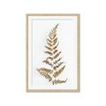 Picture of Dried Fern Leaf  _GroupedProduct_Rectangle_Portrait_Photography _GroupedProduct_Rectangle_Portrait_Framed_Matted_