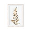 Picture of Dried Fern Leaf  _GroupedProduct_Rectangle_Portrait_Photography _GroupedProduct_Rectangle_Portrait_Framed_Matted_
