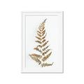 Picture of Dried Fern Leaf  _GroupedProduct_Rectangle_Portrait_Photography _GroupedProduct_Rectangle_Portrait_Framed_Matted_