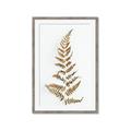 Picture of Dried Fern Leaf  _GroupedProduct_Rectangle_Portrait_Photography _GroupedProduct_Rectangle_Portrait_Framed_Matted_