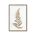 Picture of Dried Fern Leaf  _GroupedProduct_Rectangle_Portrait_Photography _GroupedProduct_Rectangle_Portrait_Framed_Matted_