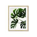 Picture of Green Palms _GroupedProduct_Rectangle_Portrait_Photography _GroupedProduct_Rectangle_Portrait_Framed_Matted_