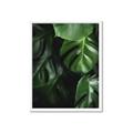Picture of Greenleaf II _GroupedProduct_Rectangle_Portrait_Photography _GroupedProduct_Rectangle_Portrait_Framed_Matted_