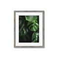 Picture of Greenleaf II _GroupedProduct_Rectangle_Portrait_Photography _GroupedProduct_Rectangle_Portrait_Framed_Matted_
