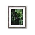 Picture of Greenleaf II _GroupedProduct_Rectangle_Portrait_Photography _GroupedProduct_Rectangle_Portrait_Framed_Matted_