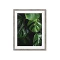 Picture of Greenleaf II _GroupedProduct_Rectangle_Portrait_Photography _GroupedProduct_Rectangle_Portrait_Framed_Matted_