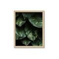 Picture of Jungle Leaves  _GroupedProduct_Rectangle_Portrait_Photography _GroupedProduct_Rectangle_Portrait_Framed_Matted_