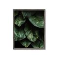 Picture of Jungle Leaves  _GroupedProduct_Rectangle_Portrait_Photography _GroupedProduct_Rectangle_Portrait_Framed_Matted_
