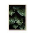 Picture of Jungle Leaves  _GroupedProduct_Rectangle_Portrait_Photography _GroupedProduct_Rectangle_Portrait_Framed_Matted_