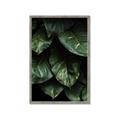 Picture of Jungle Leaves  _GroupedProduct_Rectangle_Portrait_Photography _GroupedProduct_Rectangle_Portrait_Framed_Matted_