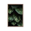 Picture of Jungle Leaves  _GroupedProduct_Rectangle_Portrait_Photography _GroupedProduct_Rectangle_Portrait_Framed_Matted_