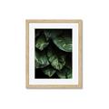 Picture of Jungle Leaves  _GroupedProduct_Rectangle_Portrait_Photography _GroupedProduct_Rectangle_Portrait_Framed_Matted_