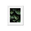 Picture of Jungle Leaves  _GroupedProduct_Rectangle_Portrait_Photography _GroupedProduct_Rectangle_Portrait_Framed_Matted_