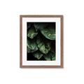Picture of Jungle Leaves  _GroupedProduct_Rectangle_Portrait_Photography _GroupedProduct_Rectangle_Portrait_Framed_Matted_