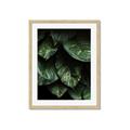 Picture of Jungle Leaves  _GroupedProduct_Rectangle_Portrait_Photography _GroupedProduct_Rectangle_Portrait_Framed_Matted_