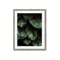 Picture of Jungle Leaves  _GroupedProduct_Rectangle_Portrait_Photography _GroupedProduct_Rectangle_Portrait_Framed_Matted_