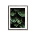 Picture of Jungle Leaves  _GroupedProduct_Rectangle_Portrait_Photography _GroupedProduct_Rectangle_Portrait_Framed_Matted_