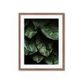 Picture of Jungle Leaves  _GroupedProduct_Rectangle_Portrait_Photography _GroupedProduct_Rectangle_Portrait_Framed_Matted_