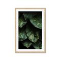 Picture of Jungle Leaves  _GroupedProduct_Rectangle_Portrait_Photography _GroupedProduct_Rectangle_Portrait_Framed_Matted_