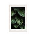 Picture of Jungle Leaves  _GroupedProduct_Rectangle_Portrait_Photography _GroupedProduct_Rectangle_Portrait_Framed_Matted_