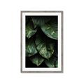 Picture of Jungle Leaves  _GroupedProduct_Rectangle_Portrait_Photography _GroupedProduct_Rectangle_Portrait_Framed_Matted_