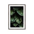 Picture of Jungle Leaves  _GroupedProduct_Rectangle_Portrait_Photography _GroupedProduct_Rectangle_Portrait_Framed_Matted_
