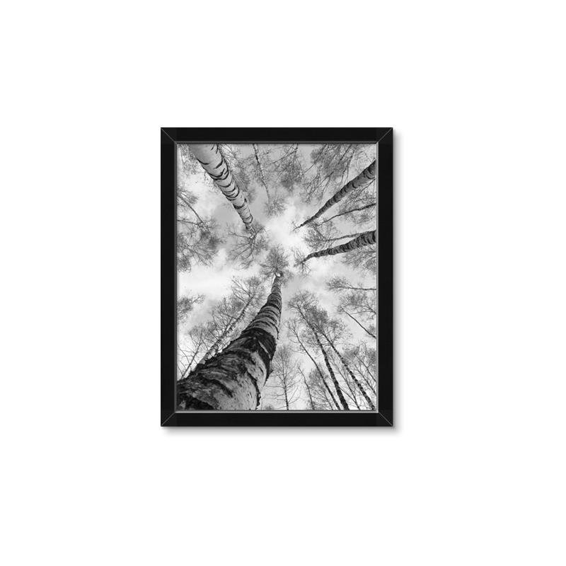 Picture of Look up Birch _GroupedProduct_Rectangle_Portrait_Photography _GroupedProduct_Rectangle_Portrait_Framed_Matted_