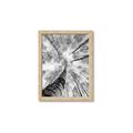 Picture of Look up Birch _GroupedProduct_Rectangle_Portrait_Photography _GroupedProduct_Rectangle_Portrait_Framed_Matted_