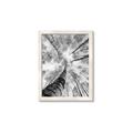 Picture of Look up Birch _GroupedProduct_Rectangle_Portrait_Photography _GroupedProduct_Rectangle_Portrait_Framed_Matted_