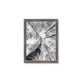 Picture of Look up Birch _GroupedProduct_Rectangle_Portrait_Photography _GroupedProduct_Rectangle_Portrait_Framed_Matted_