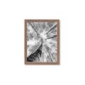Picture of Look up Birch _GroupedProduct_Rectangle_Portrait_Photography _GroupedProduct_Rectangle_Portrait_Framed_Matted_