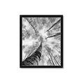 Picture of Look up Birch _GroupedProduct_Rectangle_Portrait_Photography _GroupedProduct_Rectangle_Portrait_Framed_Matted_