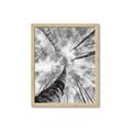 Picture of Look up Birch _GroupedProduct_Rectangle_Portrait_Photography _GroupedProduct_Rectangle_Portrait_Framed_Matted_
