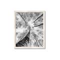 Picture of Look up Birch _GroupedProduct_Rectangle_Portrait_Photography _GroupedProduct_Rectangle_Portrait_Framed_Matted_