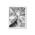 Picture of Look up Birch _GroupedProduct_Rectangle_Portrait_Photography _GroupedProduct_Rectangle_Portrait_Framed_Matted_