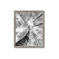 Picture of Look up Birch _GroupedProduct_Rectangle_Portrait_Photography _GroupedProduct_Rectangle_Portrait_Framed_Matted_