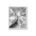 Picture of Look up Birch _GroupedProduct_Rectangle_Portrait_Photography _GroupedProduct_Rectangle_Portrait_Framed_Matted_