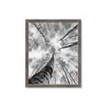 Picture of Look up Birch _GroupedProduct_Rectangle_Portrait_Photography _GroupedProduct_Rectangle_Portrait_Framed_Matted_