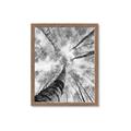 Picture of Look up Birch _GroupedProduct_Rectangle_Portrait_Photography _GroupedProduct_Rectangle_Portrait_Framed_Matted_