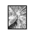 Picture of Look up Birch _GroupedProduct_Rectangle_Portrait_Photography _GroupedProduct_Rectangle_Portrait_Framed_Matted_