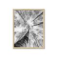 Picture of Look up Birch _GroupedProduct_Rectangle_Portrait_Photography _GroupedProduct_Rectangle_Portrait_Framed_Matted_