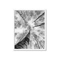 Picture of Look up Birch _GroupedProduct_Rectangle_Portrait_Photography _GroupedProduct_Rectangle_Portrait_Framed_Matted_